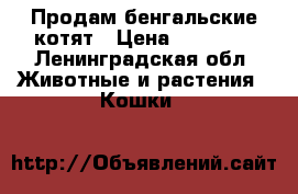 Продам бенгальские котят › Цена ­ 10 000 - Ленинградская обл. Животные и растения » Кошки   
